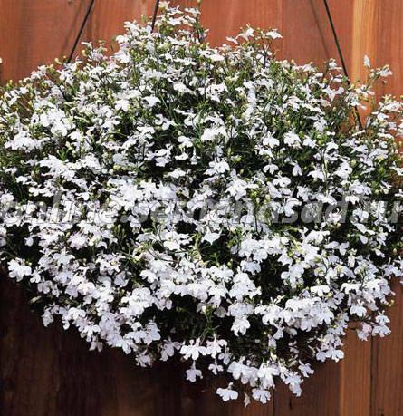 Лобелия ампельная Регата Вайт (1уп-100драже) Лобелия ампельная Регата Вайт (1уп-100драже)