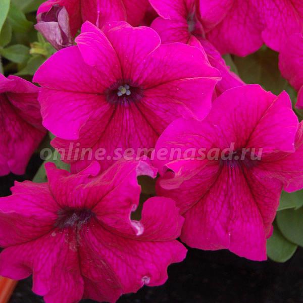 Петуния грандифлора Лимбо Джи Пи Бургунди (1уп-100драже) Петуния грандифлора Лимбо Джи Пи Бургунди (1уп-100драже)