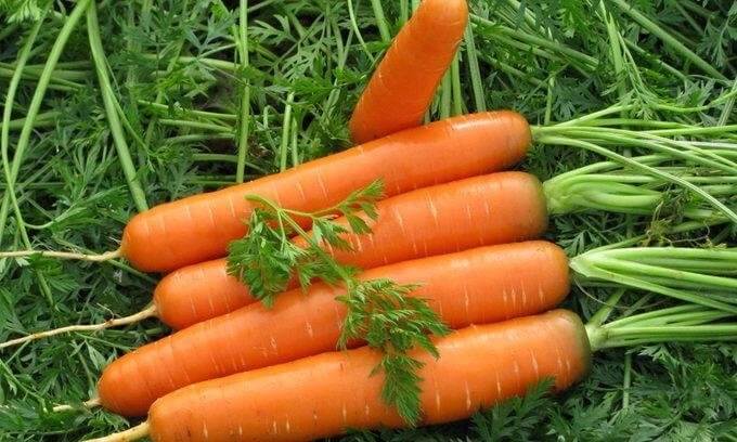 Морковь Навал F1 (пак.100т.шт) 1,8-2,0