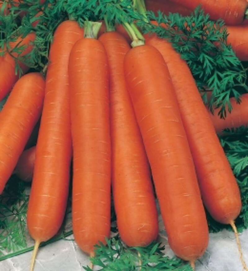 Морковь Нантская 4 вес