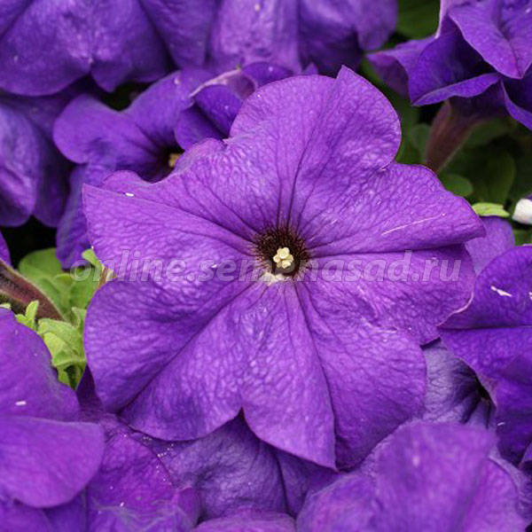 Петуния грандифлора Лимбо Джи Пи Мид Блю (1уп-100драже) Петуния грандифлора Лимбо Джи Пи Мид Блю (1уп-100драже)