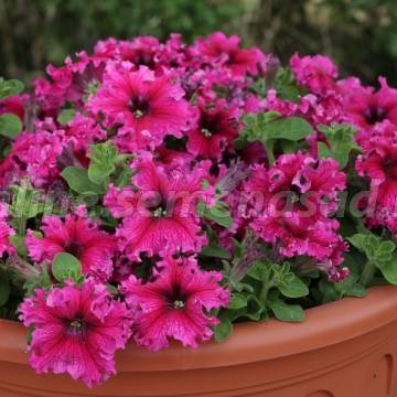 Петуния бахромчатая Эспрессо Фраппе Роуз (1уп-100драже) Петуния бахромчатая Эспрессо Фраппе Роуз (1уп-100драже)