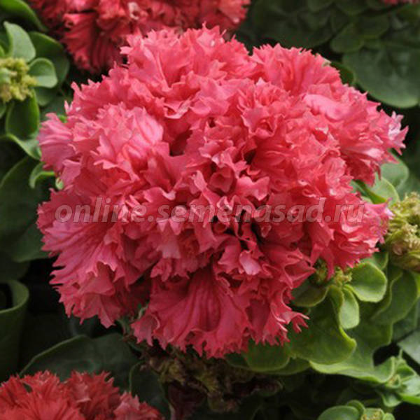 Петуния махровая Дабл Каскад Валентин (1уп-100драже) Петуния махровая Дабл Каскад Валентин (1уп-100драже)