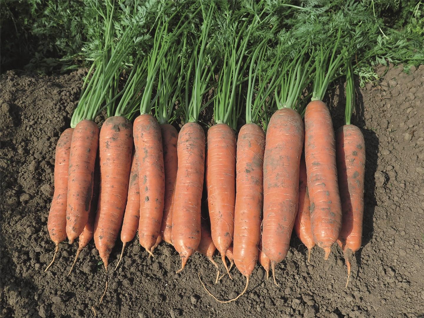 Морковь Назарет F1 (пак.100т.шт) 1,8-2,0