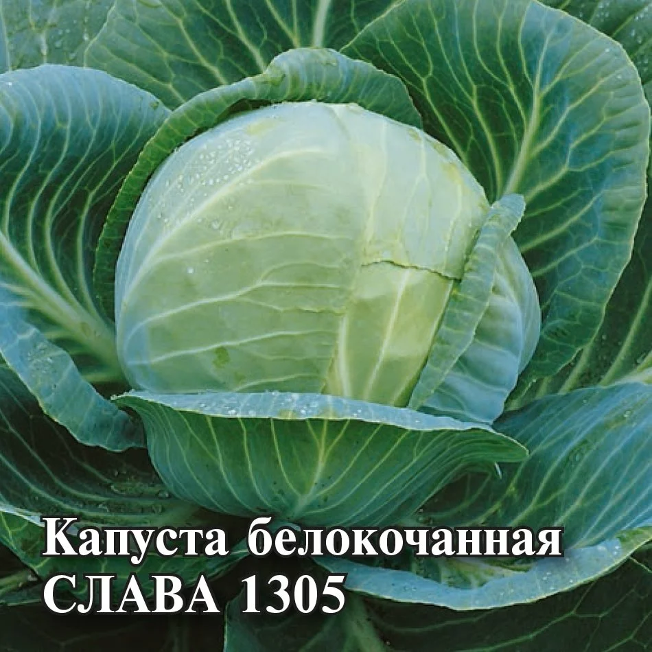 Капуста б/к Слава 1305 (1уп-50гр)