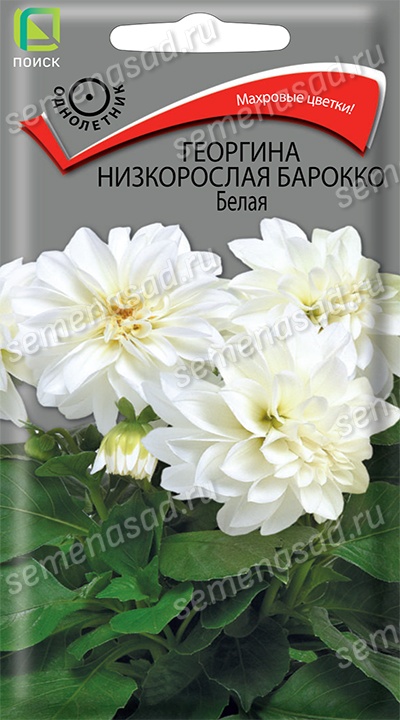 Георгина Барокко Белая низкорослая (ЦВ) («1) 0,1гр Георгина Барокко Белая низкорослая (ЦВ) («1) 0,1гр