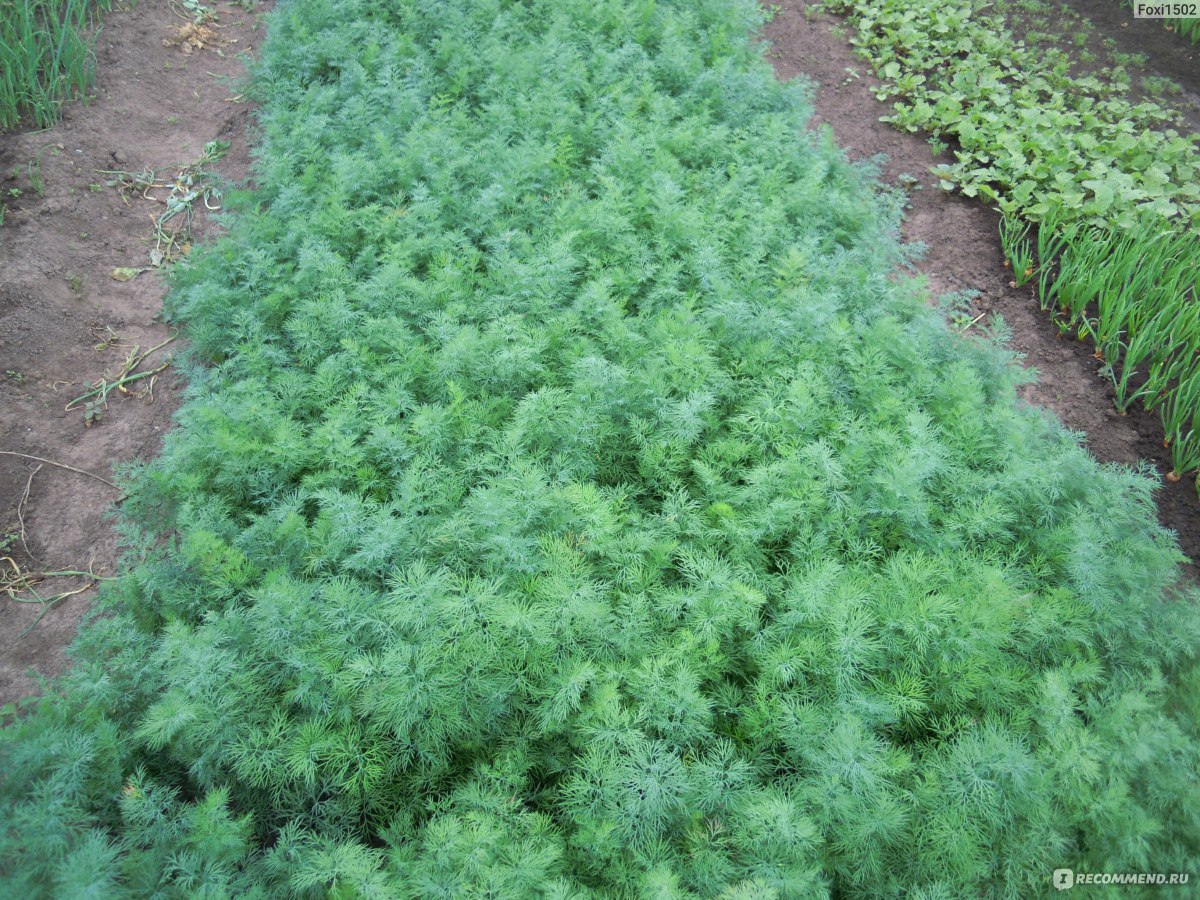 Укроп Аллигатор пак. 1кг (калиброванные семена 2,2-2,5 мм) Укроп Аллигатор пак. 1кг (калиброванные семена 2,2-2,5 мм)