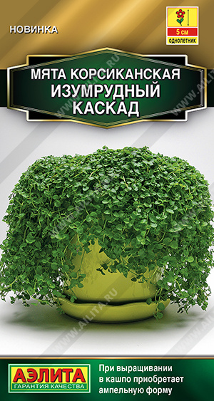 Мята корсиканская Изумрудный каскад ф.п.3шт