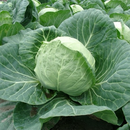 Капуста б/к Пушма F1 (уп. 2500шт)