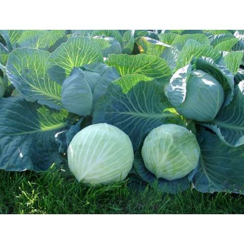 Капуста б/к Лагрима F1 (уп.2500шт)