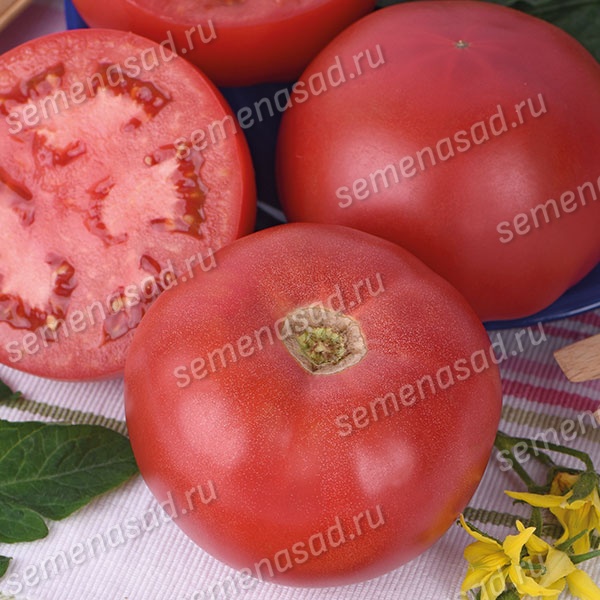 Томат Розовый рай F1 (1уп-100шт) (инкруст.сем)